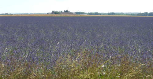 lavandes en Beauce