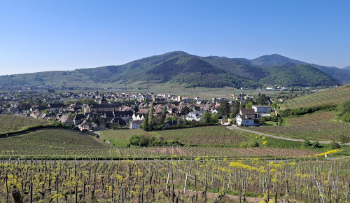 Turckheim au pied du collet du Brant